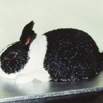Black And White Rabbit Birthday Cake