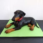 3d-dobermann-birthday-cake